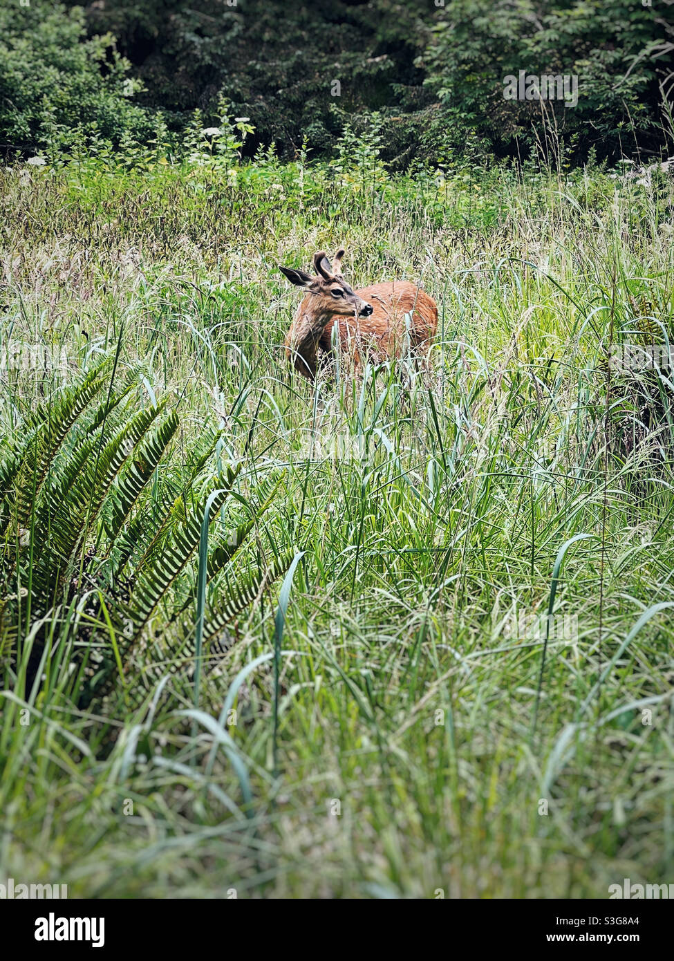 Junger Hirschbock im hohen Gras, Cape Alava, Olympischer Nationalpark - Smartphone-aufgenommenes Stockfoto