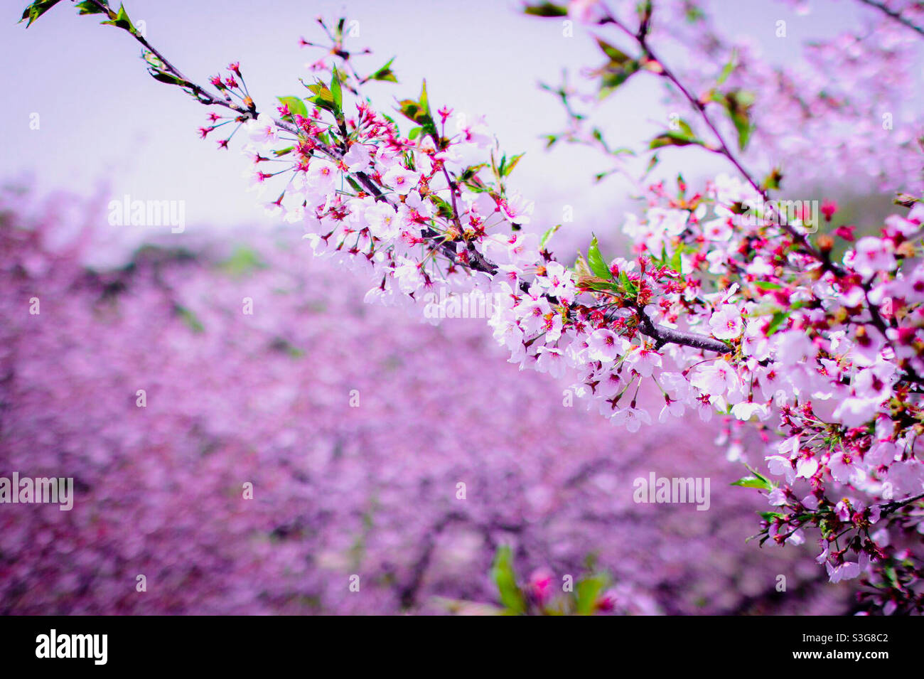 Chaery Blossom ist immer schön Stockfoto