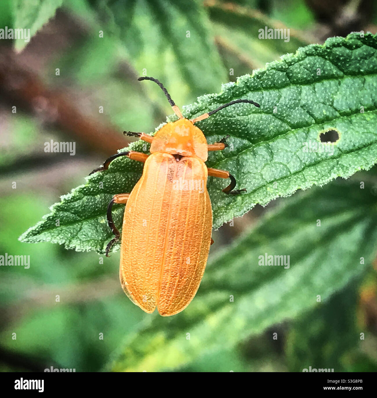 In einem Wald in Mexiko steht ein Käfer in einem grünen Blatt Stockfoto