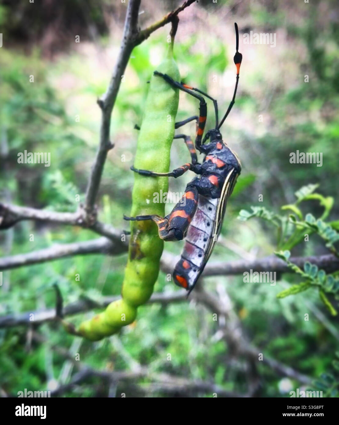 Ein Käfer steht auf einer Pflanzenschote in einer Wüste in Mexiko Stockfoto