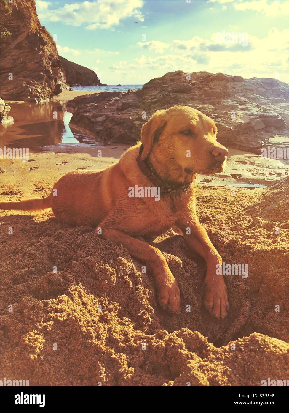 Ein tierender Labrador Retriever Hund, der sich in der goldenen Stunde am Sandstrand ausruhen kann, nachdem er im Sommerurlaub ein großes Loch gegraben hat Stockfoto