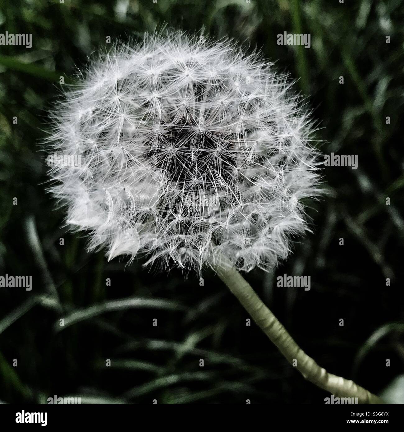 Löwenzahn Samen Kopf. Stockfoto