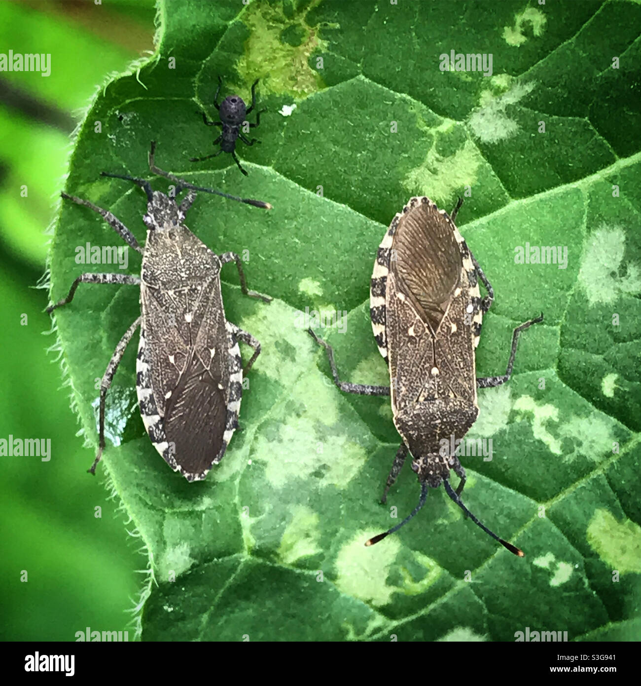 Käfer, die in einem grünen Blatt in einem Wald von Mexiko stehen Stockfoto