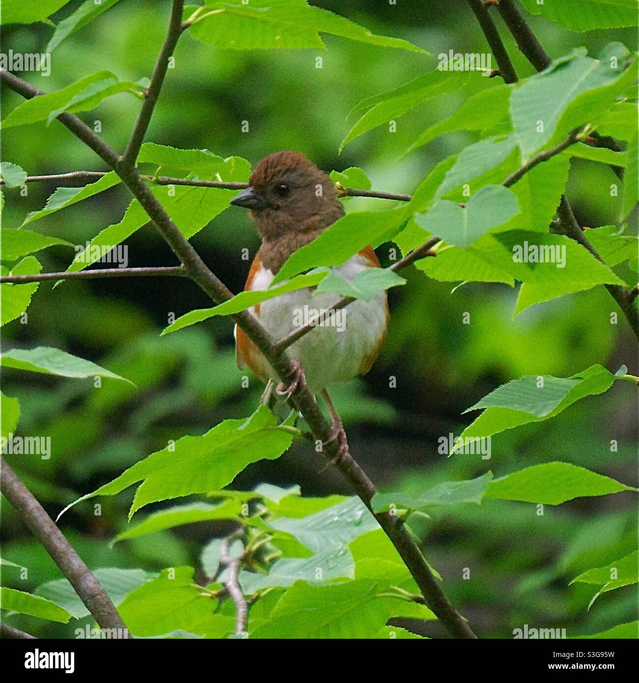 Östliches Towhee Stockfoto