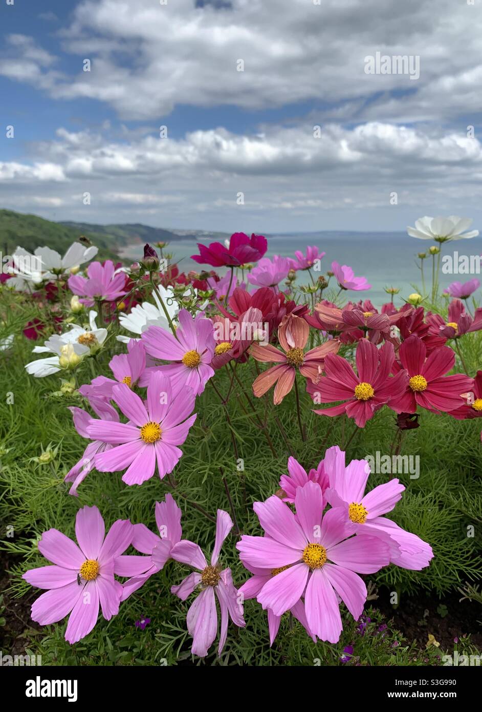 Kosmos blüht an der englischen Küste - Smartphone-aufgenommenes Stockfoto