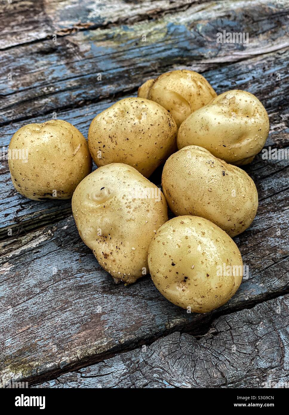 Neue Kartoffeln frisch aus dem Garten gegraben. - Smartphone-aufgenommenes Stockfoto