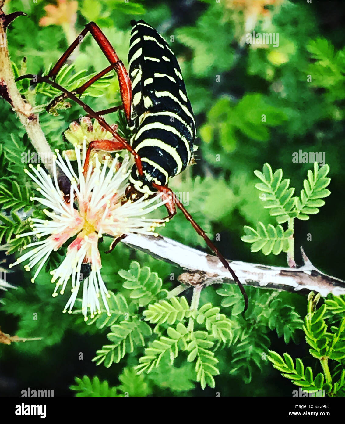 Ein Insekt bestäubt eine Blume in einem Wald in Mexiko Stockfoto