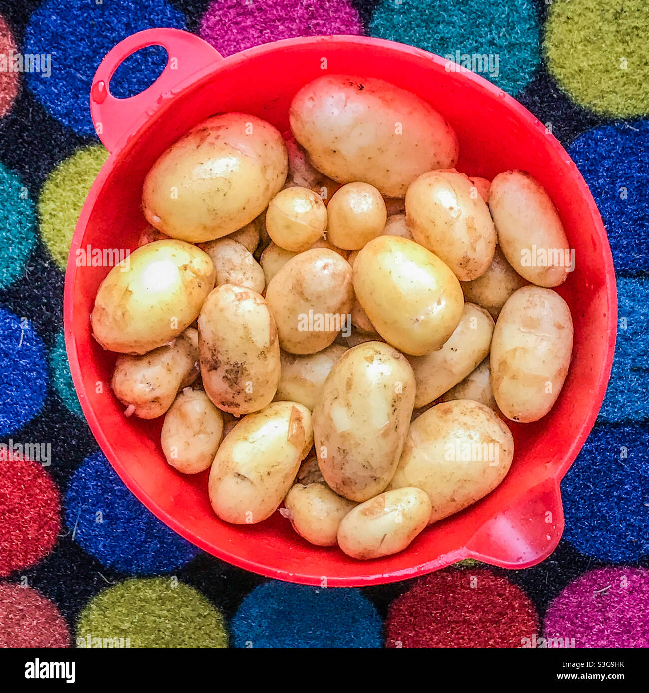 Babykartoffeln in einer roten Plastikschüssel Stockfoto