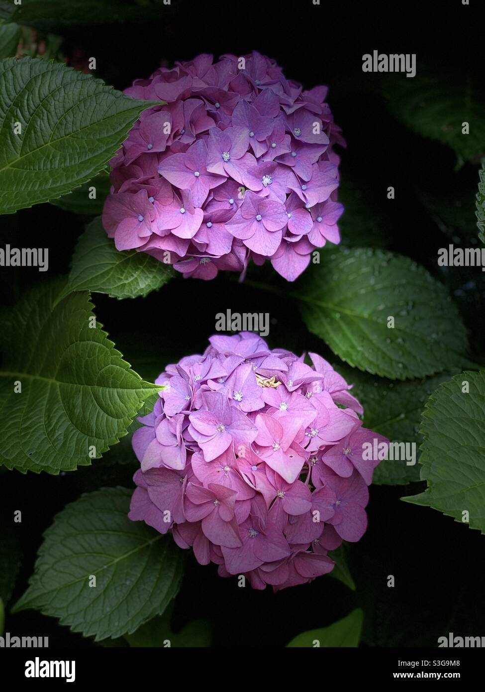 MOPHEAD Hydrangea blüht Stockfoto