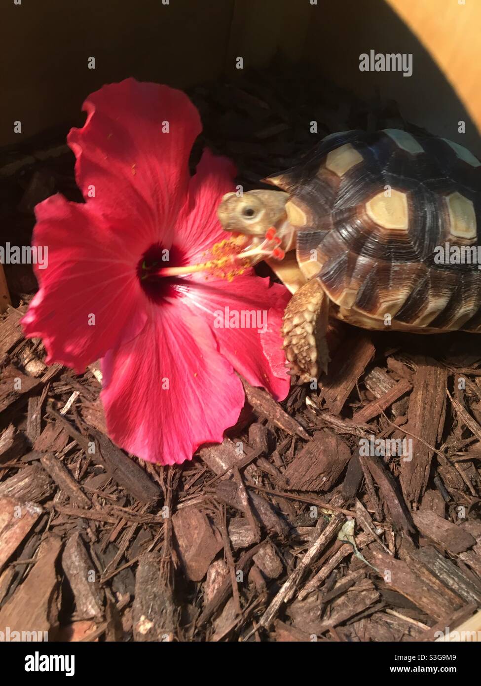 Schildkröte essen Hibiskusblüte Stockfoto