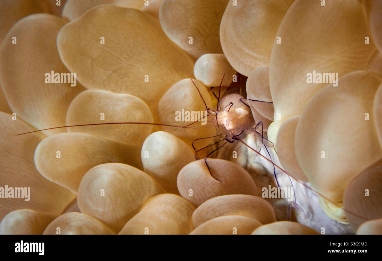 Bubble Coral Shrimp Stockfoto