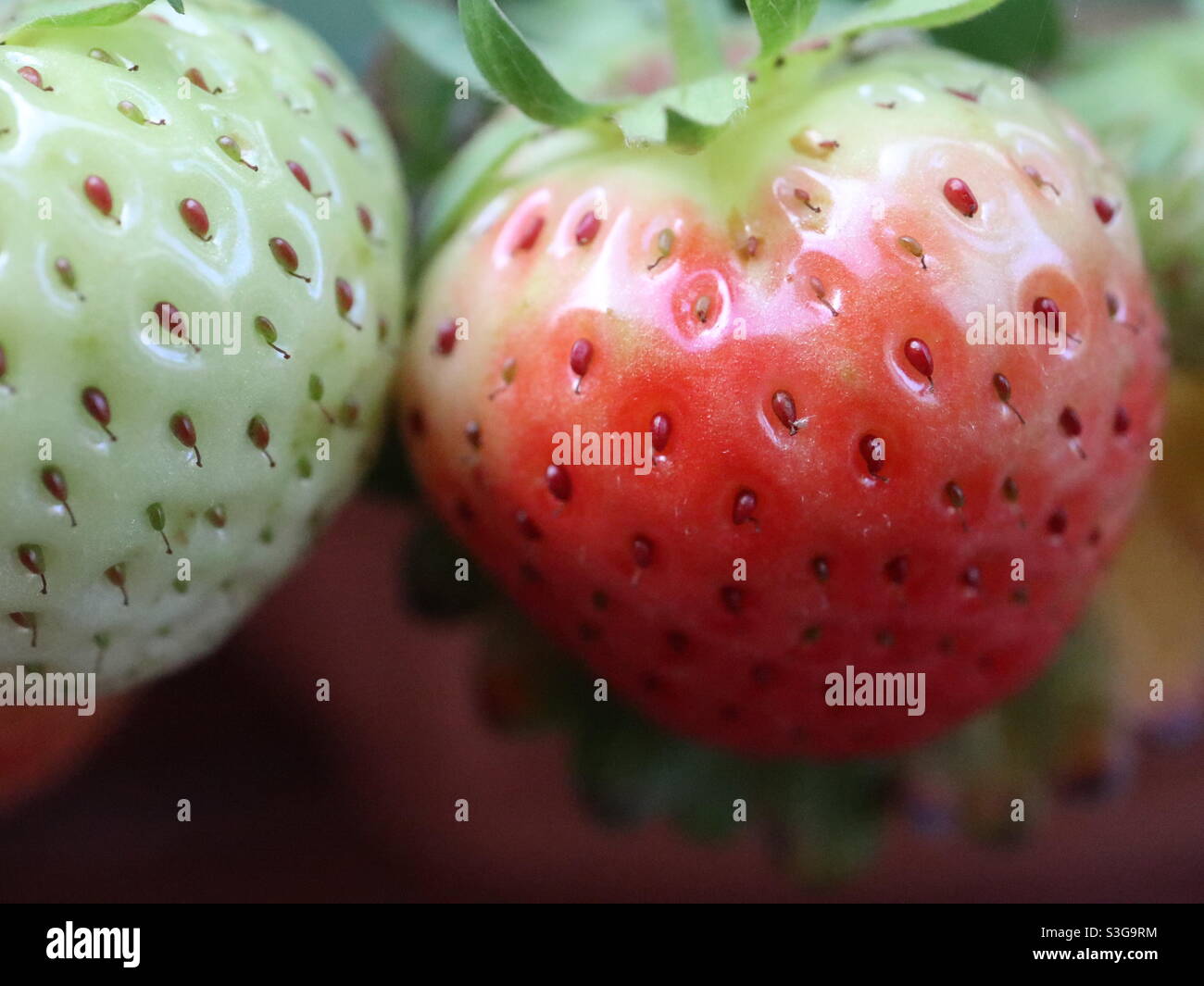 Erdbeeren Küssen Stockfoto
