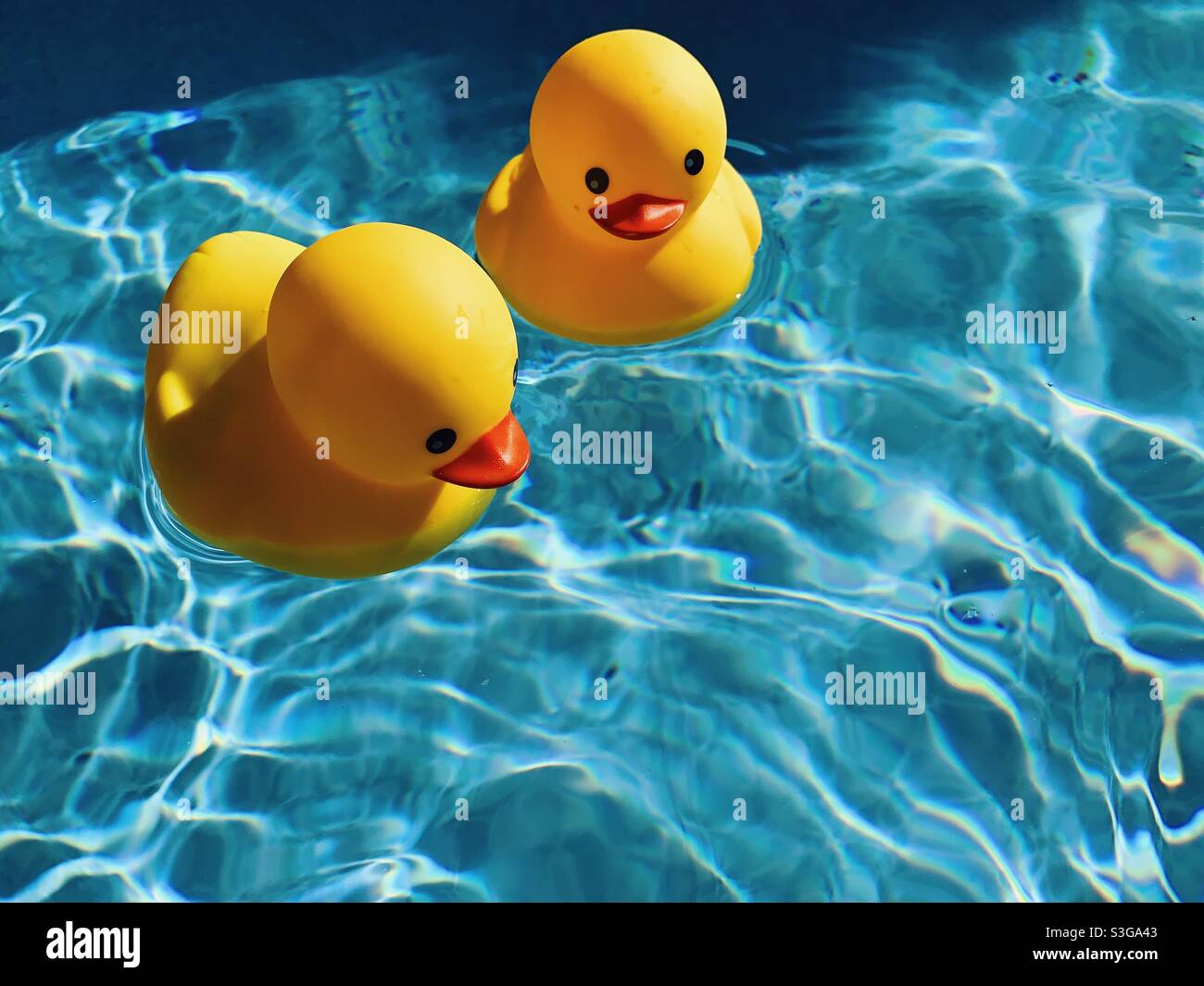 An einem heißen, sonnigen Sommertag schwimmen zwei gelbe Gummiduckies in einem Außenpool. Stockfoto