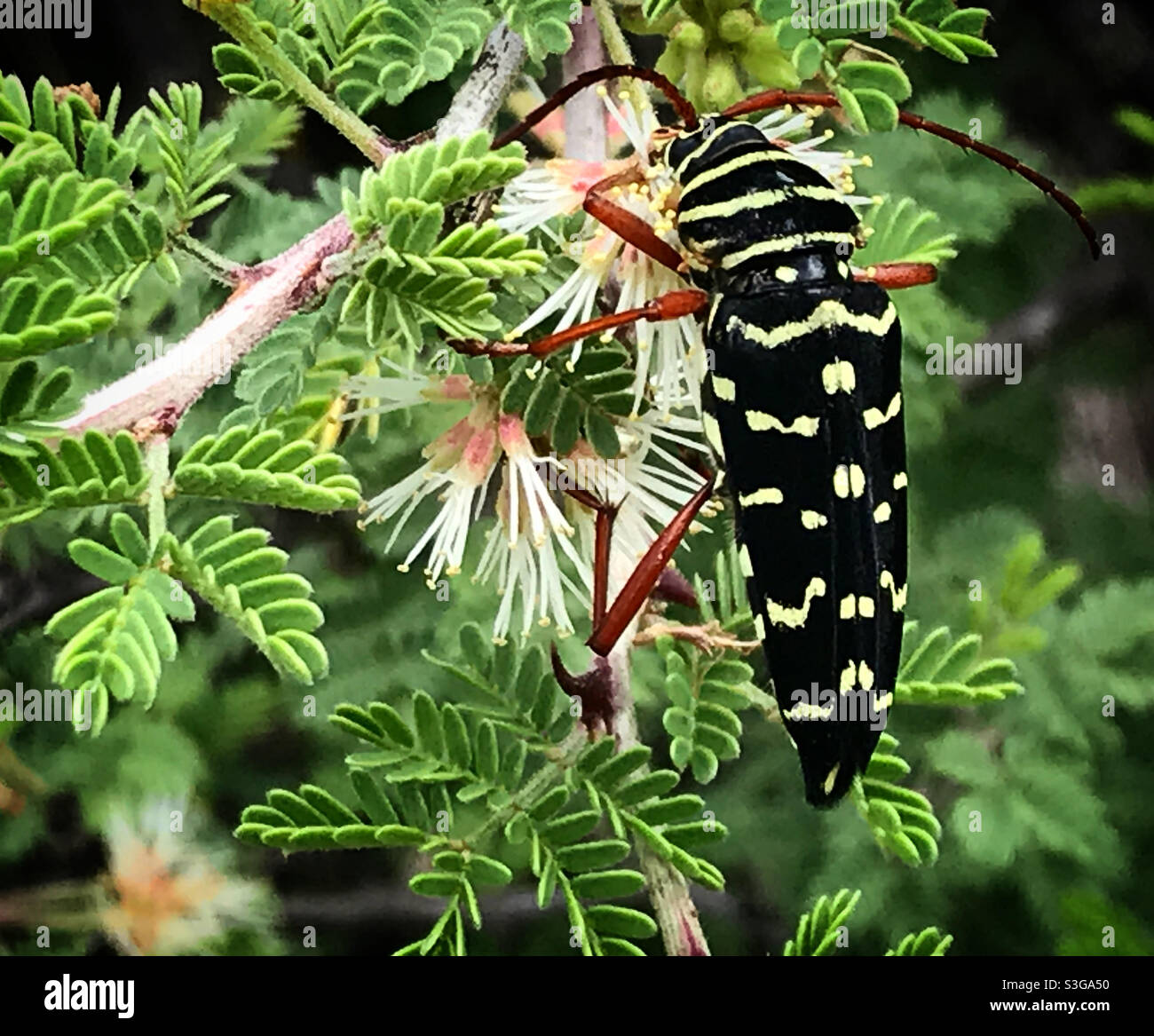 Ein schwarz-gelbes Insekt leckt eine Blume in einem Wald in Mexiko - Smartphone-aufgenommenes Stockfoto