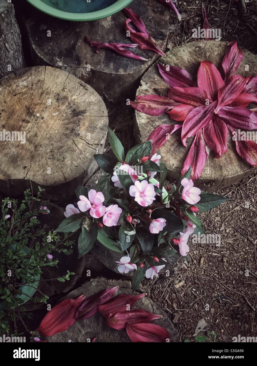 Kastanienbraune Lilienblätter, die auf hölzernen Baumstümpfen mit rosa Impatiens-Blüten angeordnet sind - Smartphone-aufgenommenes Stockfoto