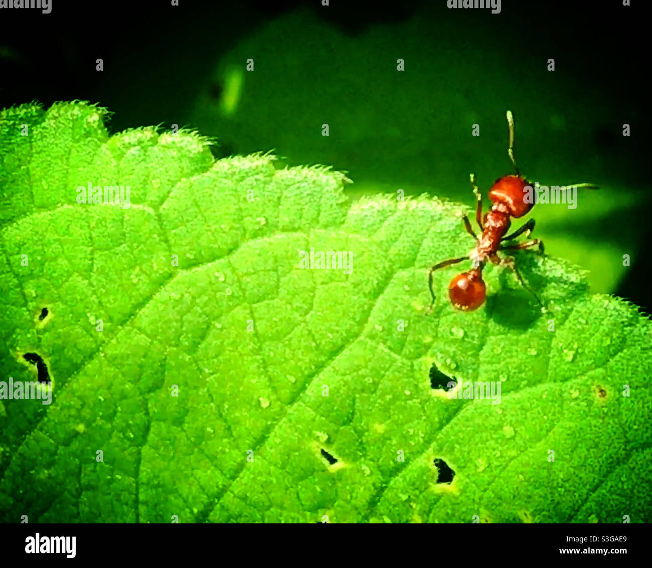 Eine rote Ameise steht auf einem grünen Blatt in einem Wald in Mexiko Stockfoto