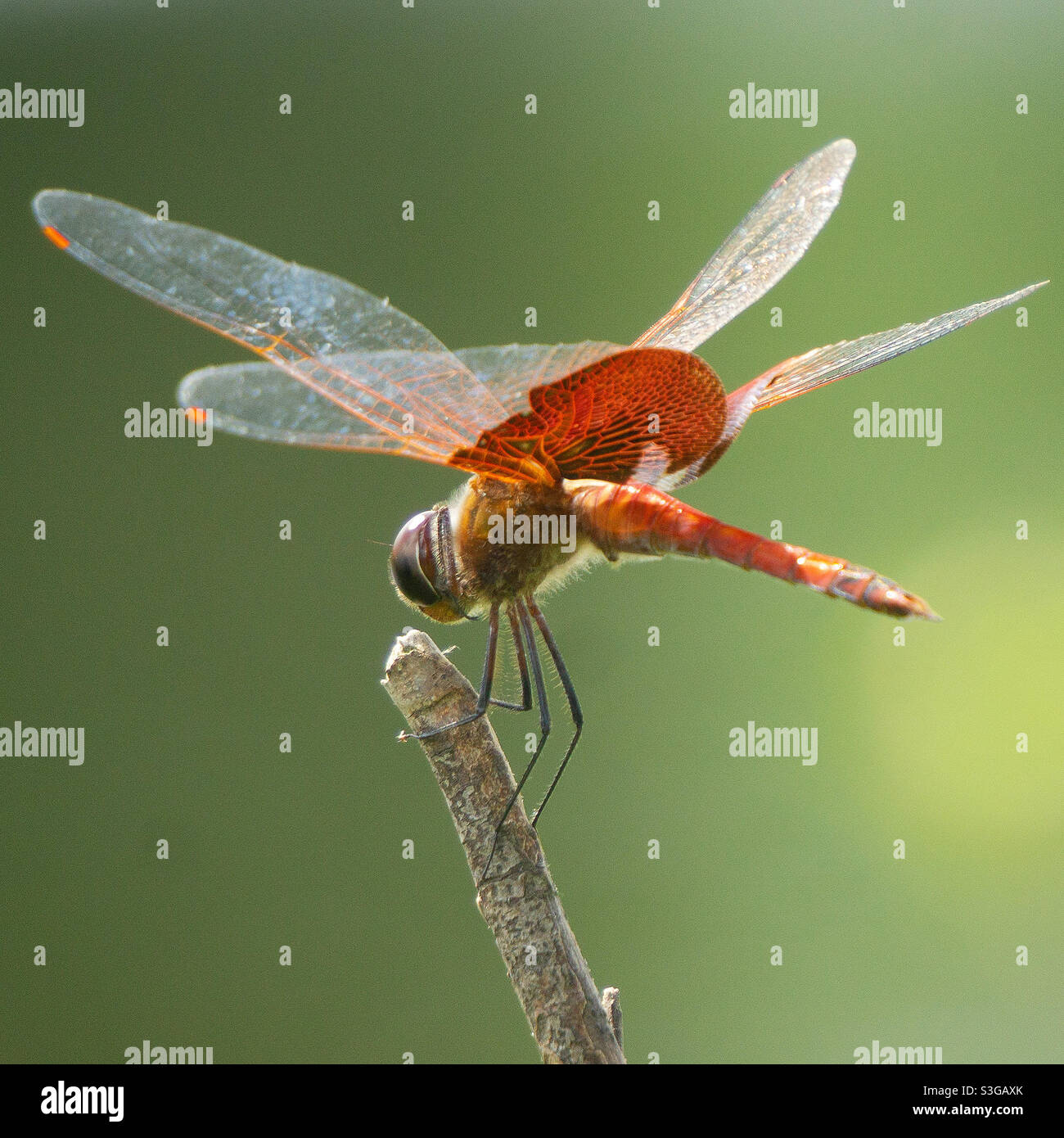 Männliche Calico Wimpel Libelle Stockfoto