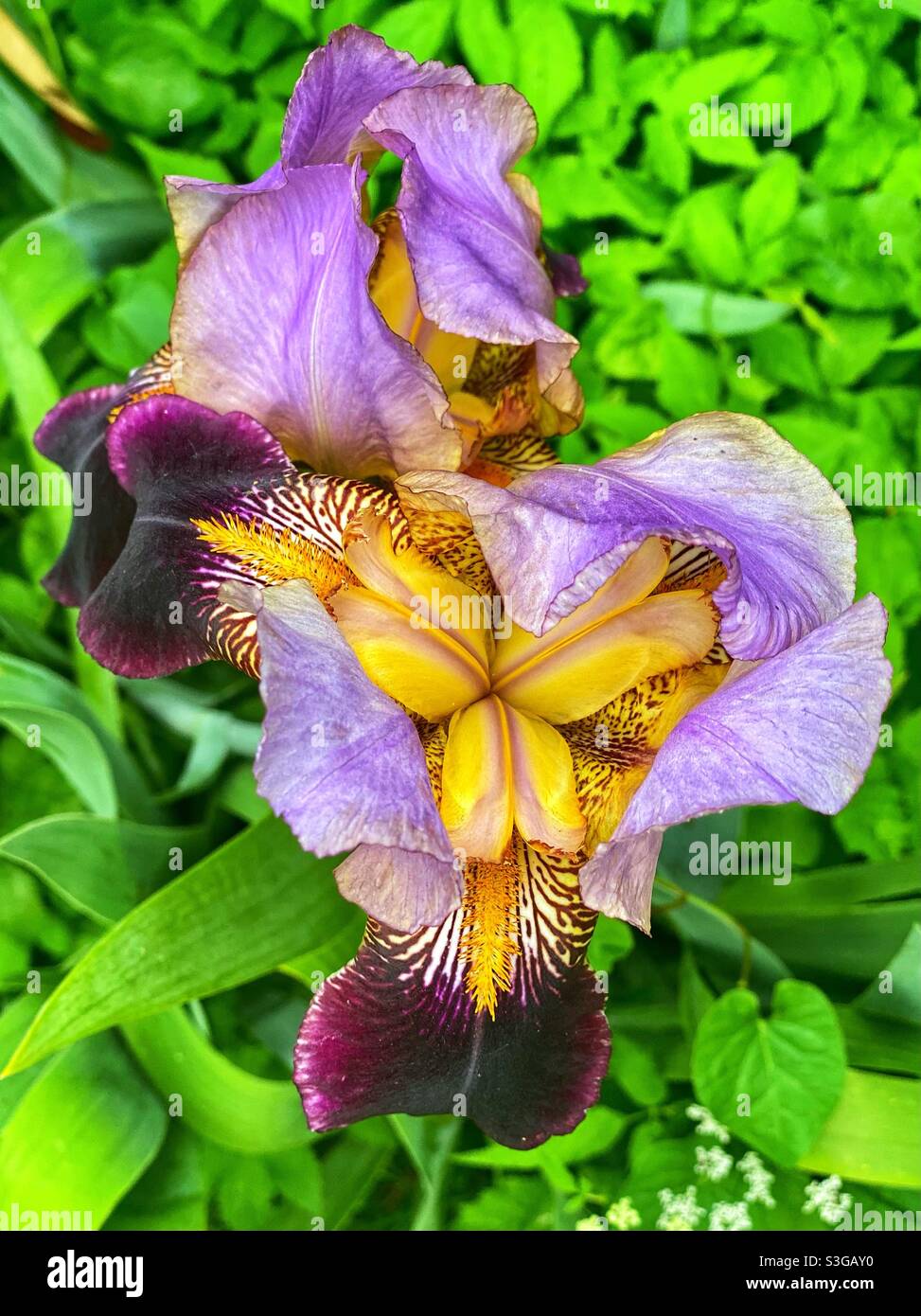 Blume im Tredegar Haus. Wales - Smartphone-aufgenommenes Stockfoto