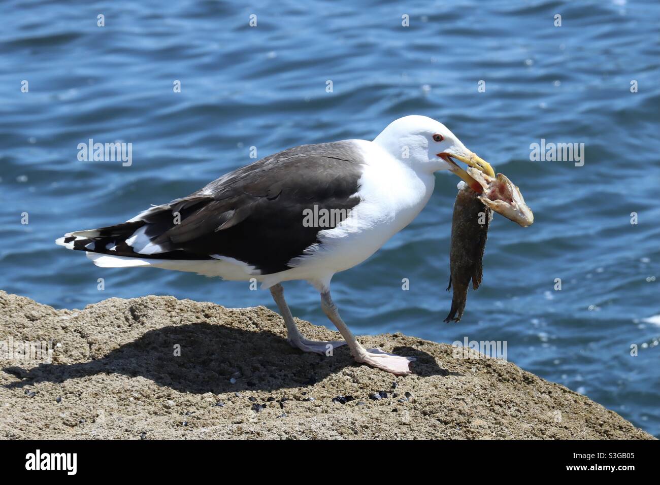Eine Möwe auf einem Felsen in der Bretagne mit einem toten Fisch im Schnabel - Smartphone-aufgenommenes Stockfoto