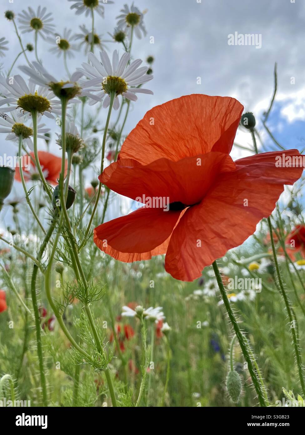 Mohnblumen und Gänseblümchen am Maisfeld, Estland Stockfoto