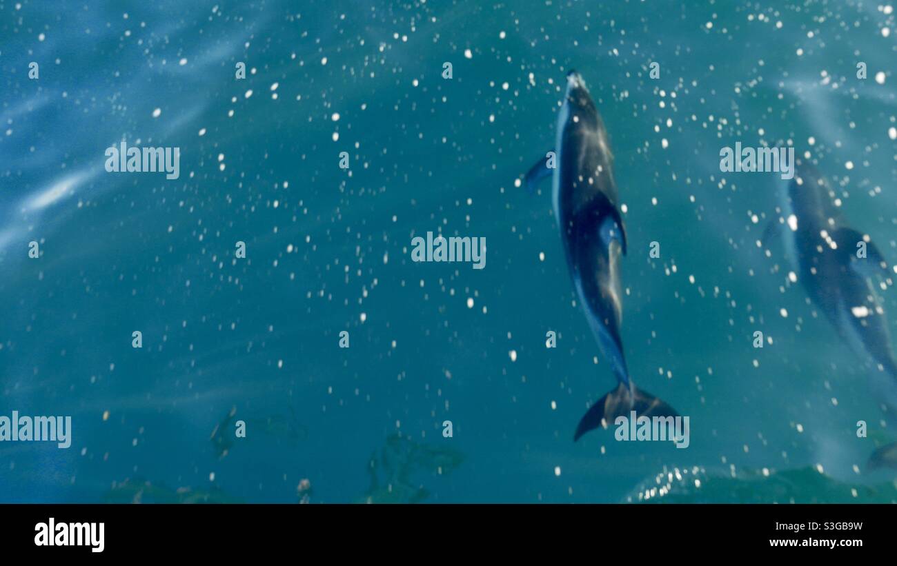 Delfine im pazifik entlang Newport California Stockfoto