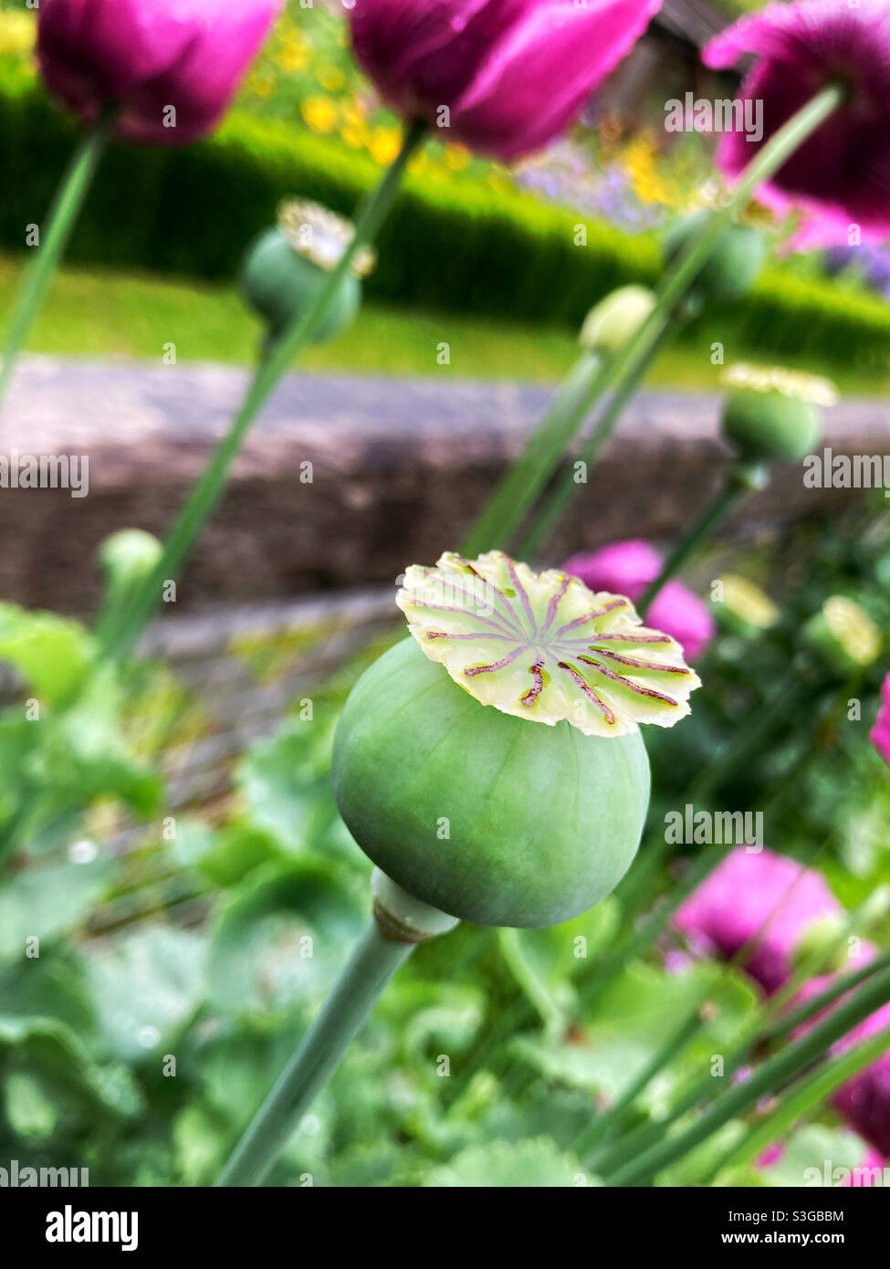 Mohn-Kopf - Smartphone-aufgenommenes Stockfoto