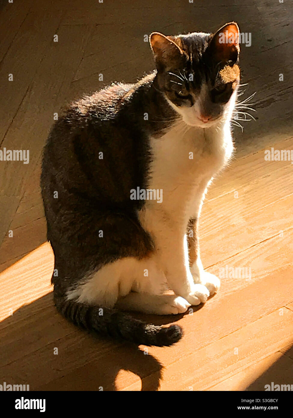 Tabby und weiße Katze sitzen - Smartphone-aufgenommenes Stockfoto