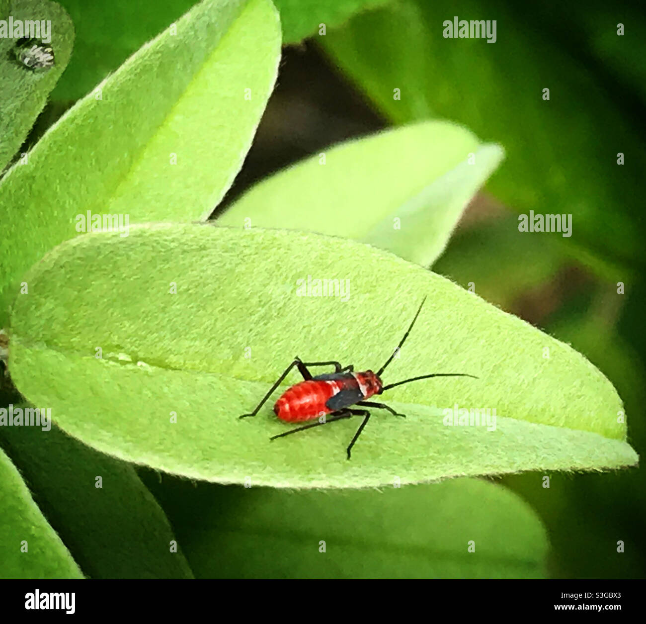 Ein roter Käfer steht auf einem grünen Blatt in Mexiko Stockfoto