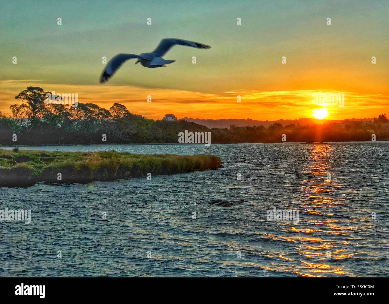 Sonnenuntergang und Möwe über dem Lake Rotorua, North Island, Neuseeland - Smartphone-aufgenommenes Stockfoto