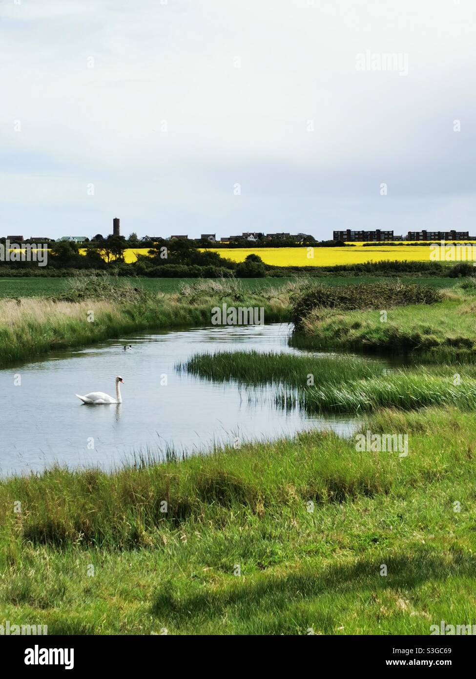 Fluss mit Schwan in englischer Landschaft Stockfoto