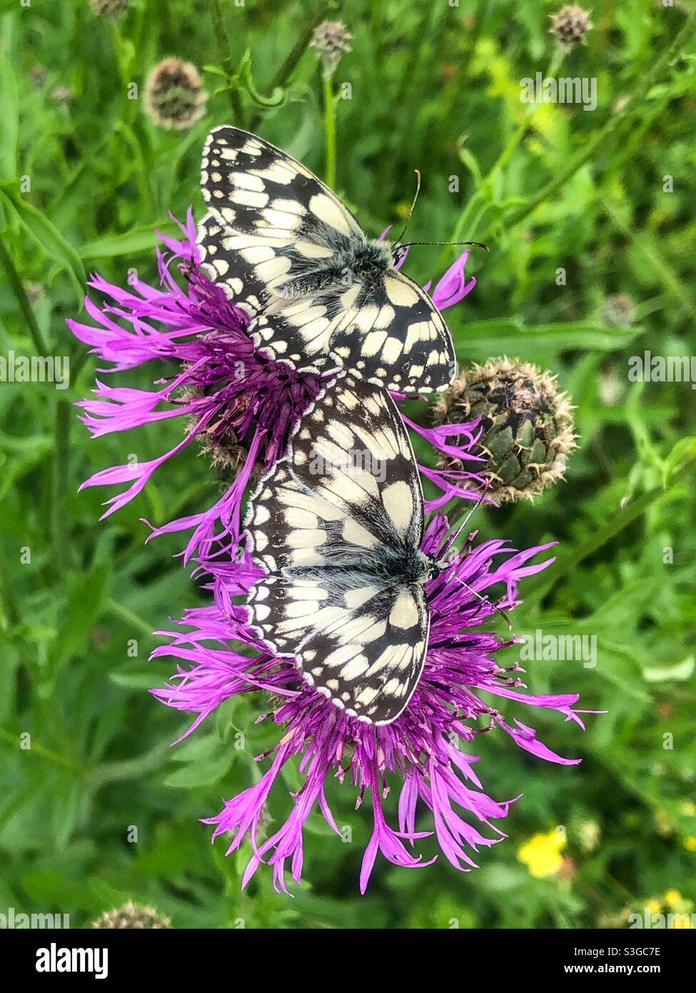 Marmorierte weiße Schmetterlinge, die sich an den Blüten von Falschnashen ernähren, St Catherine's Hill Nature Reserve, Winchester, Hampshire, Großbritannien - Smartphone-aufgenommenes Stockfoto