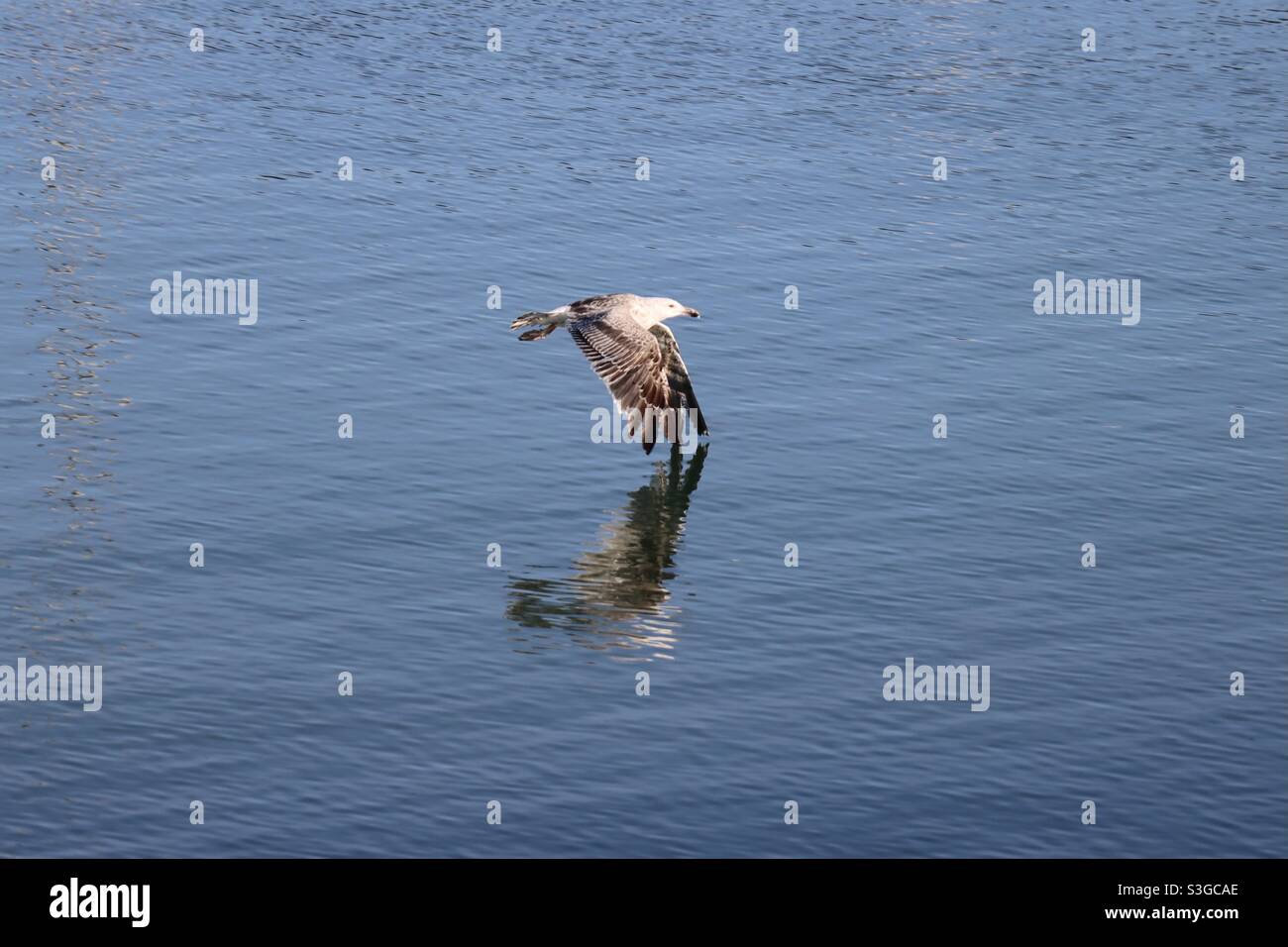 Eine junge Möwe fliegt über dem Ozean mit Reflexen im Meer - Smartphone-aufgenommenes Stockfoto