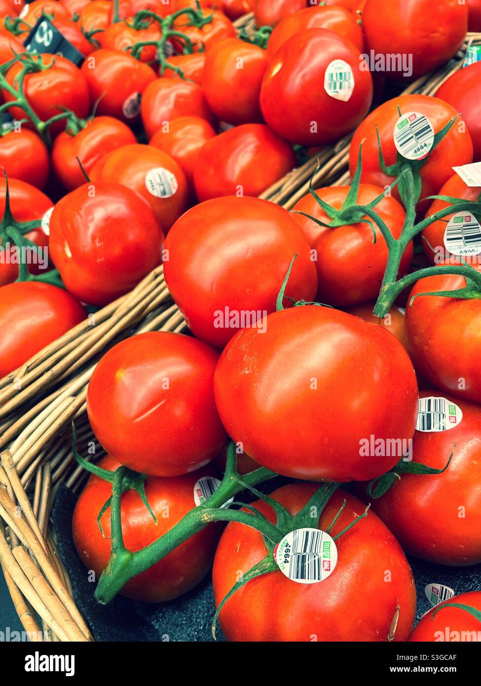 Rebe gereifte Tomaten zum Verkauf in der Erzeugnis Gang sind sie Vereinigte Staaten Supermarkt Stockfoto