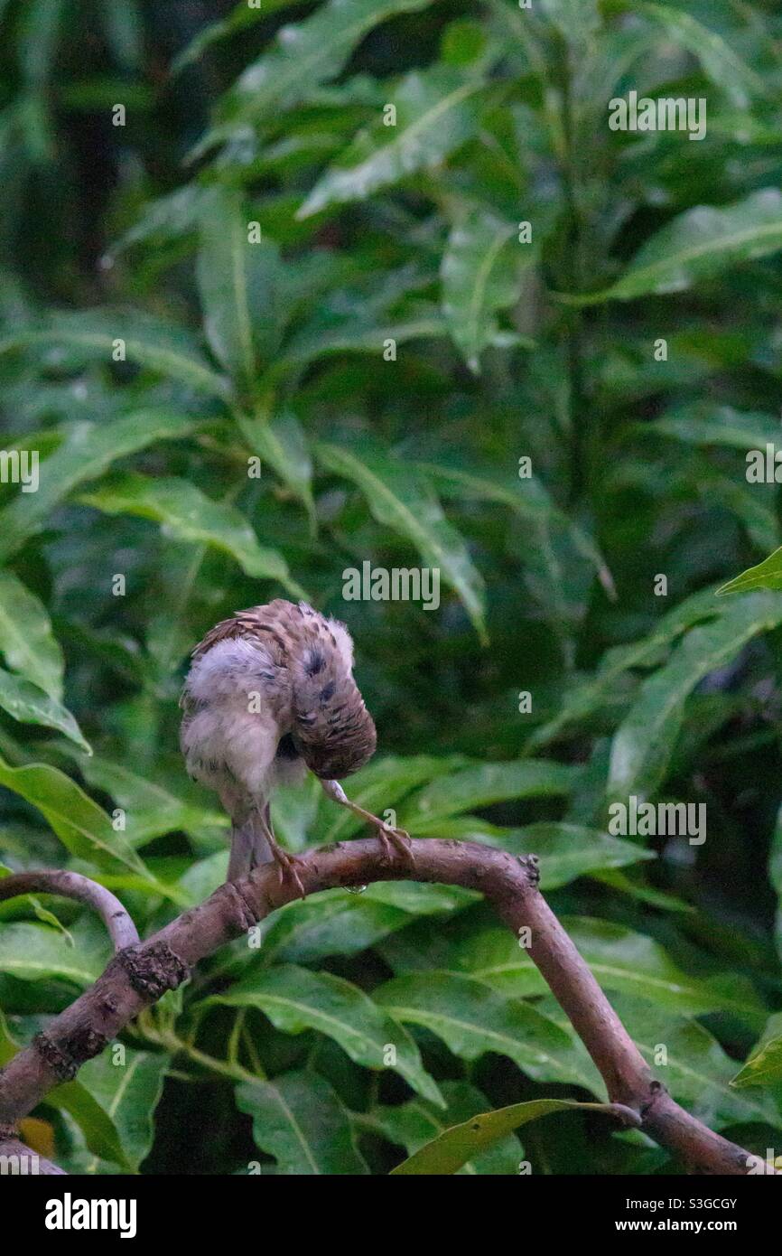 Vogelübung!: Ein Haussperling (Passant domesticus), der sich am frühen Morgen ausstöhnt, um seine Federn sauber zu halten Stockfoto