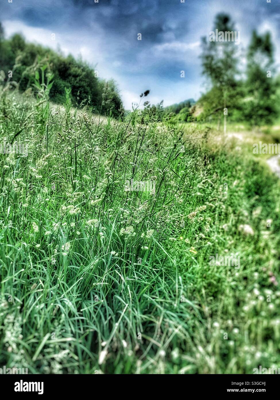 Landschaft in Wales mit Wildblumen, Gras und Bäumen Stockfoto