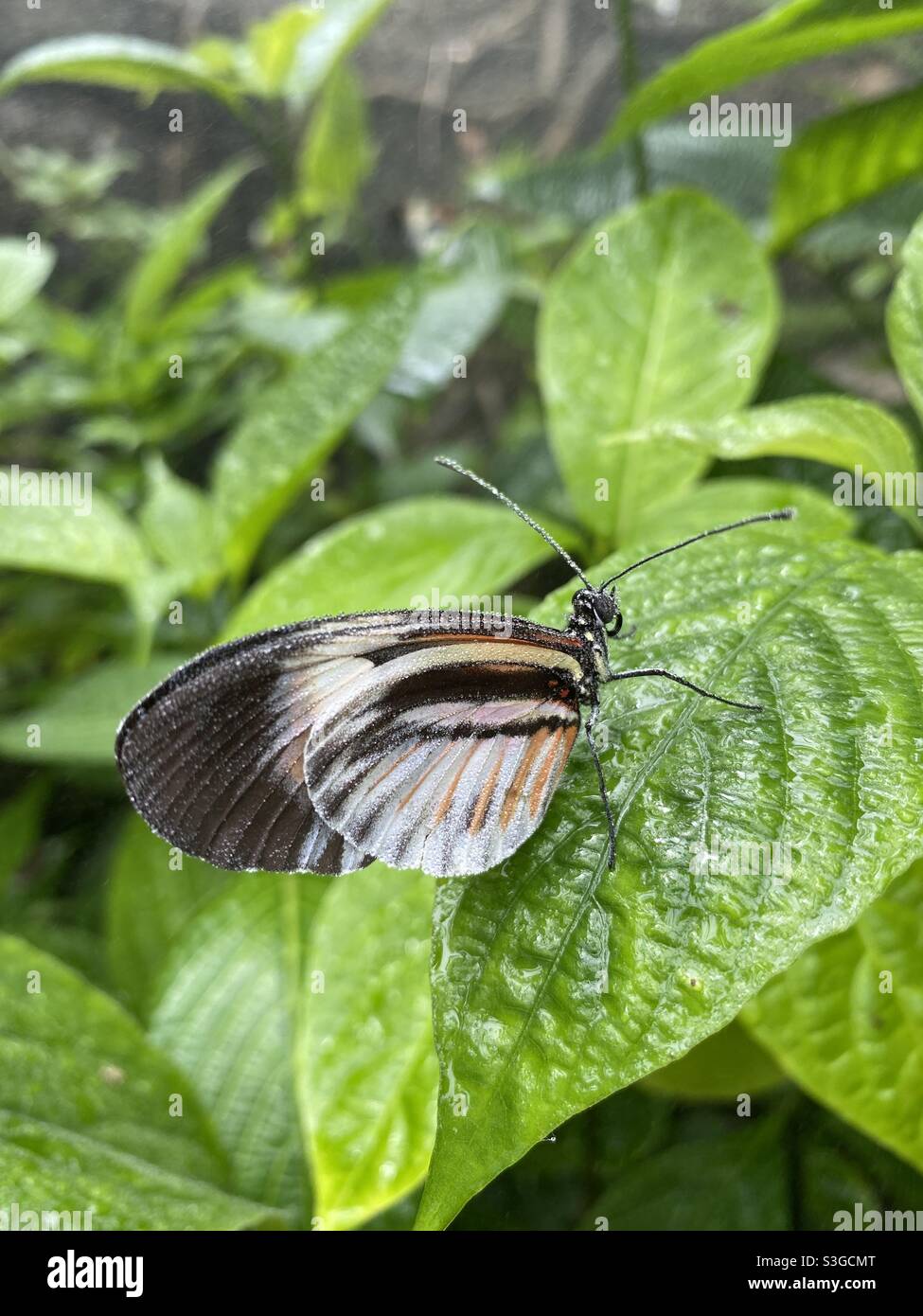 Gelber und schwarzer Schmetterling, bedeckt mit Nebel Stockfoto