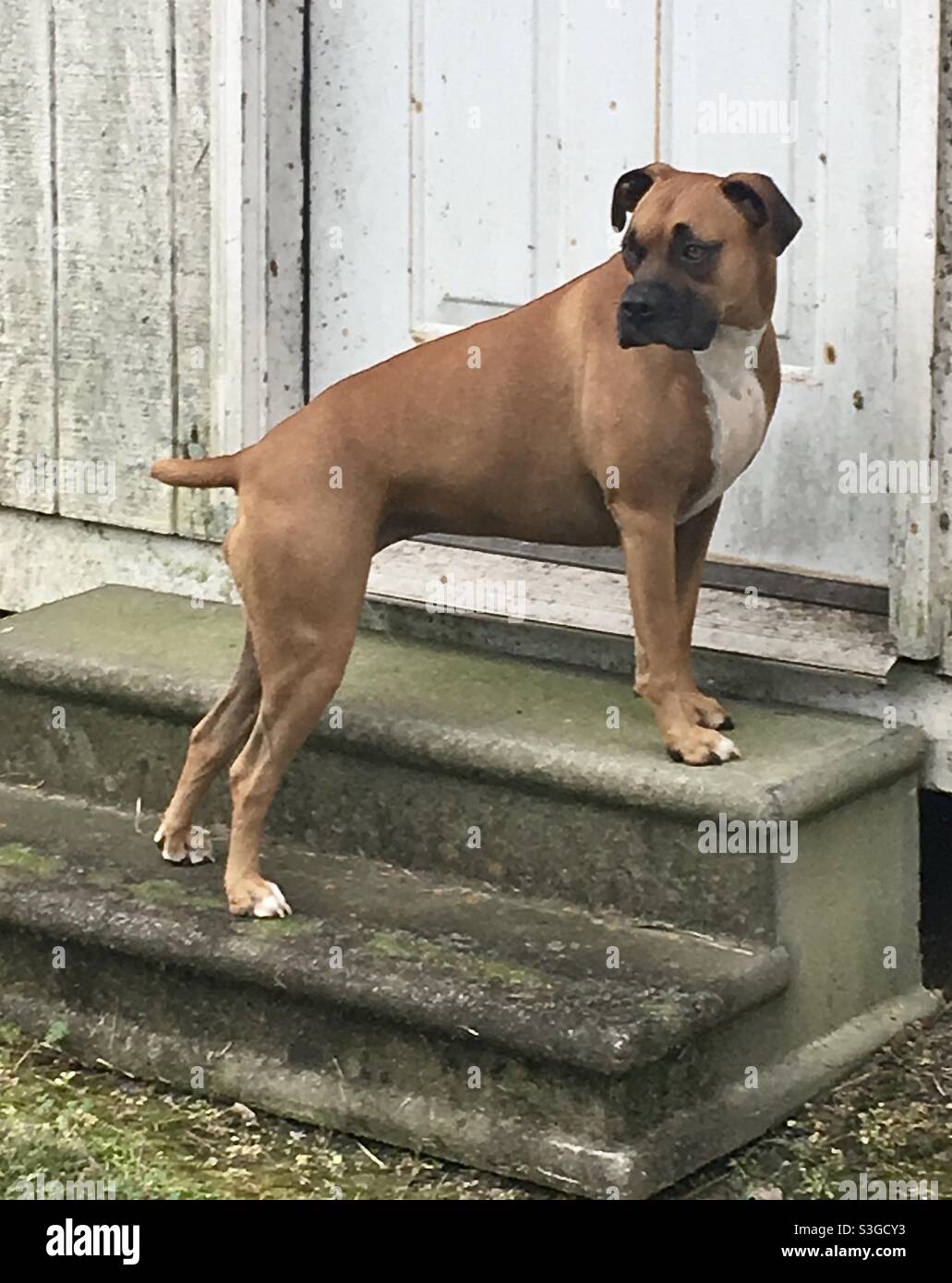 Boxer Welpe Hund posiert für Bild Stockfoto