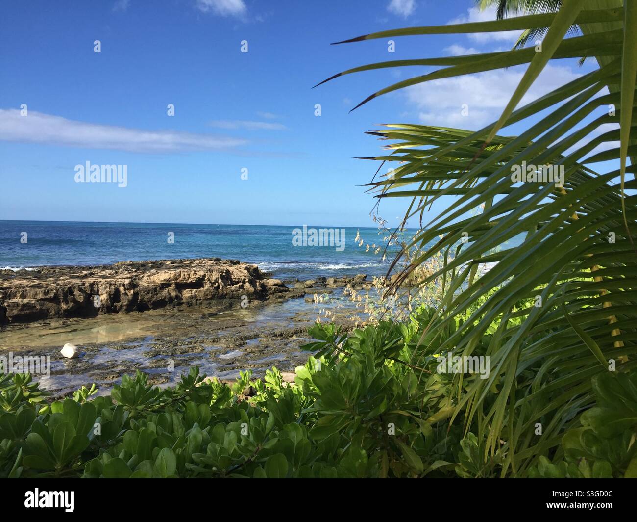 Malerischer Blick auf das Meer von hinter der Palme, Oahu, Hawaii, USA Stockfoto