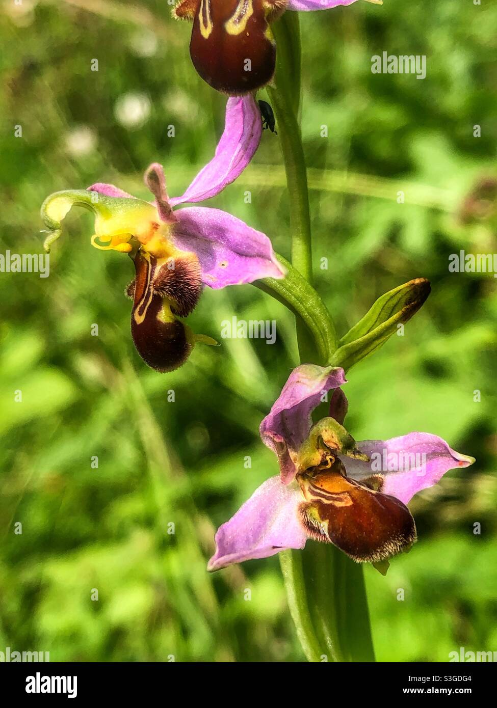 Bee Orchid (Ophrys apifera) wächst auf St. Catherine’s Hill Nature Reserve, Winchester, Hampshire, Großbritannien. - Smartphone-aufgenommenes Stockfoto