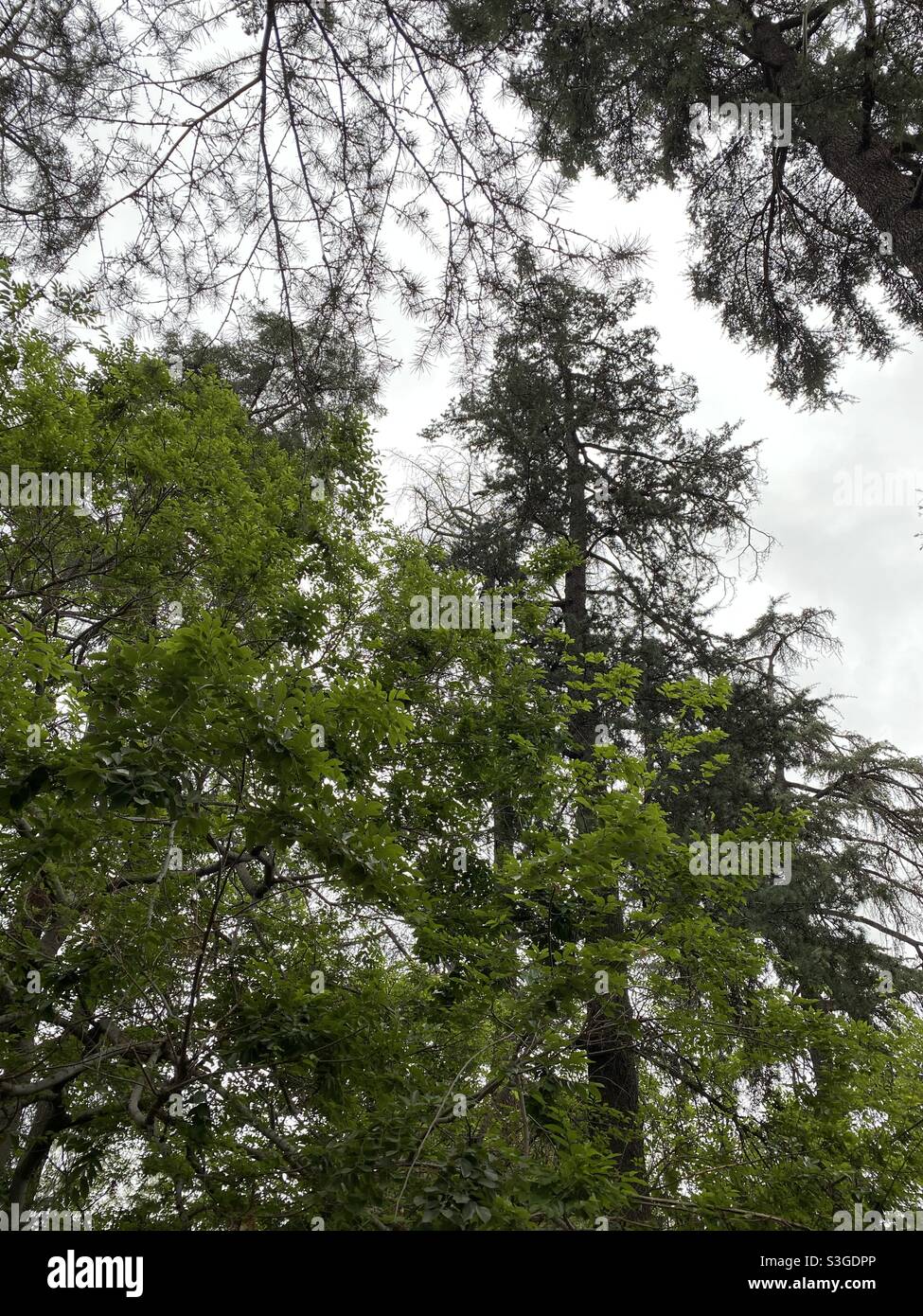 Verschiedene Bäume gegen einen bewölkten Himmel Stockfoto