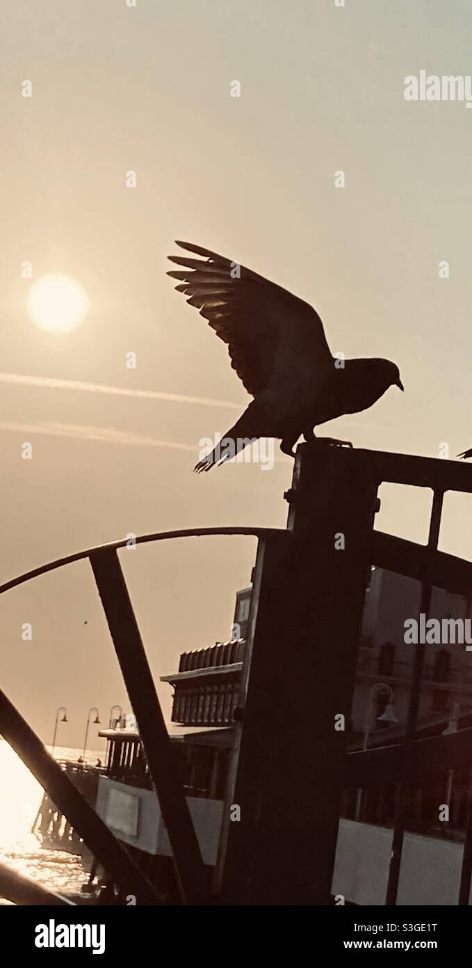 Guten Morgen, Vogel Stockfoto