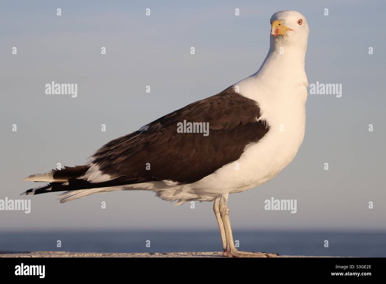 Möwe steht auf einem Pier in Quiberon, Bretagne, Frankreich Stockfoto