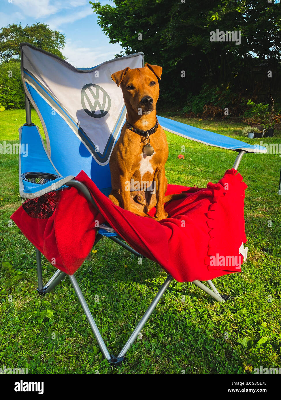 Kevin, ein Rettungshund, kleiner Terrier, vielleicht Patterdale, der auf einem Stuhl sitzt Stockfoto