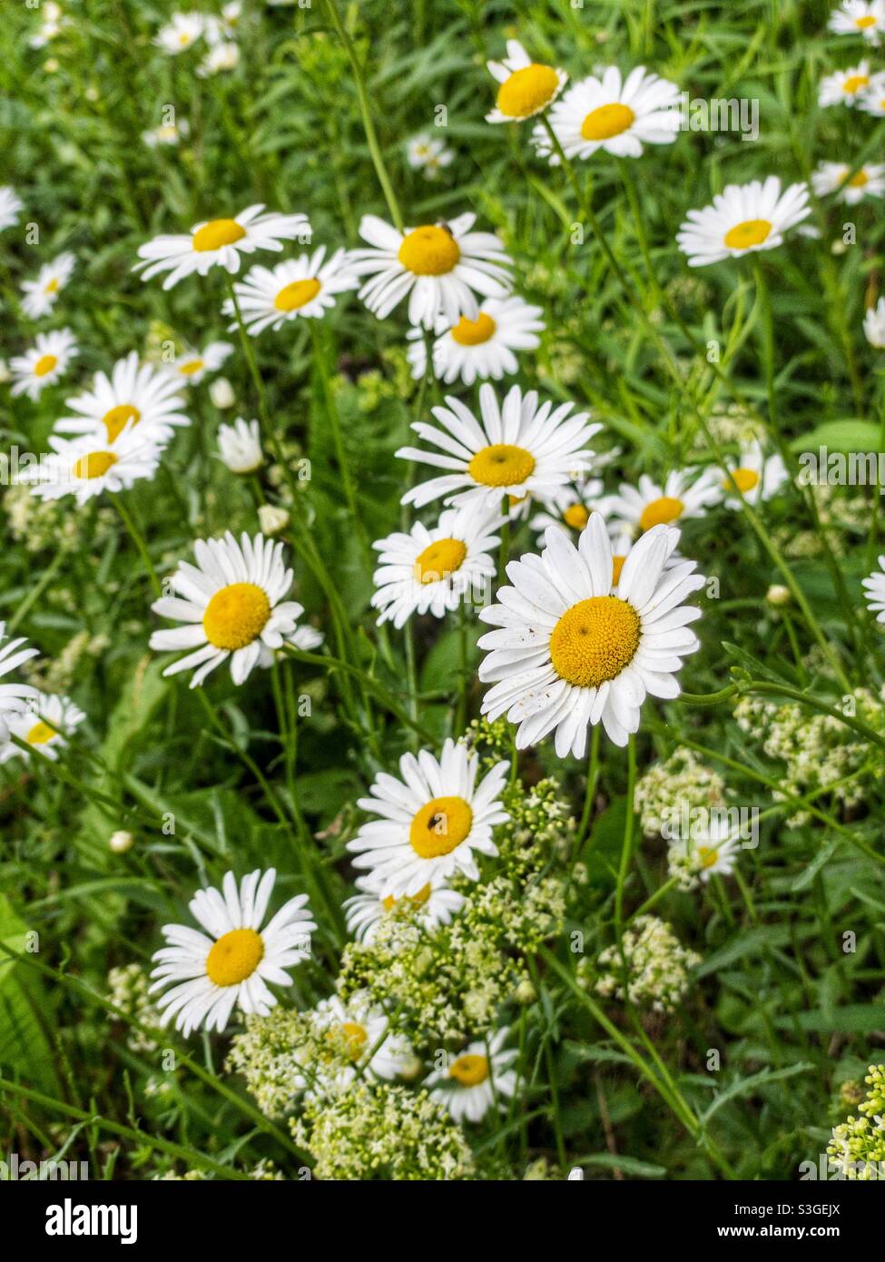 Gänseblümchen wachsen wild auf einem Feld. Stockfoto