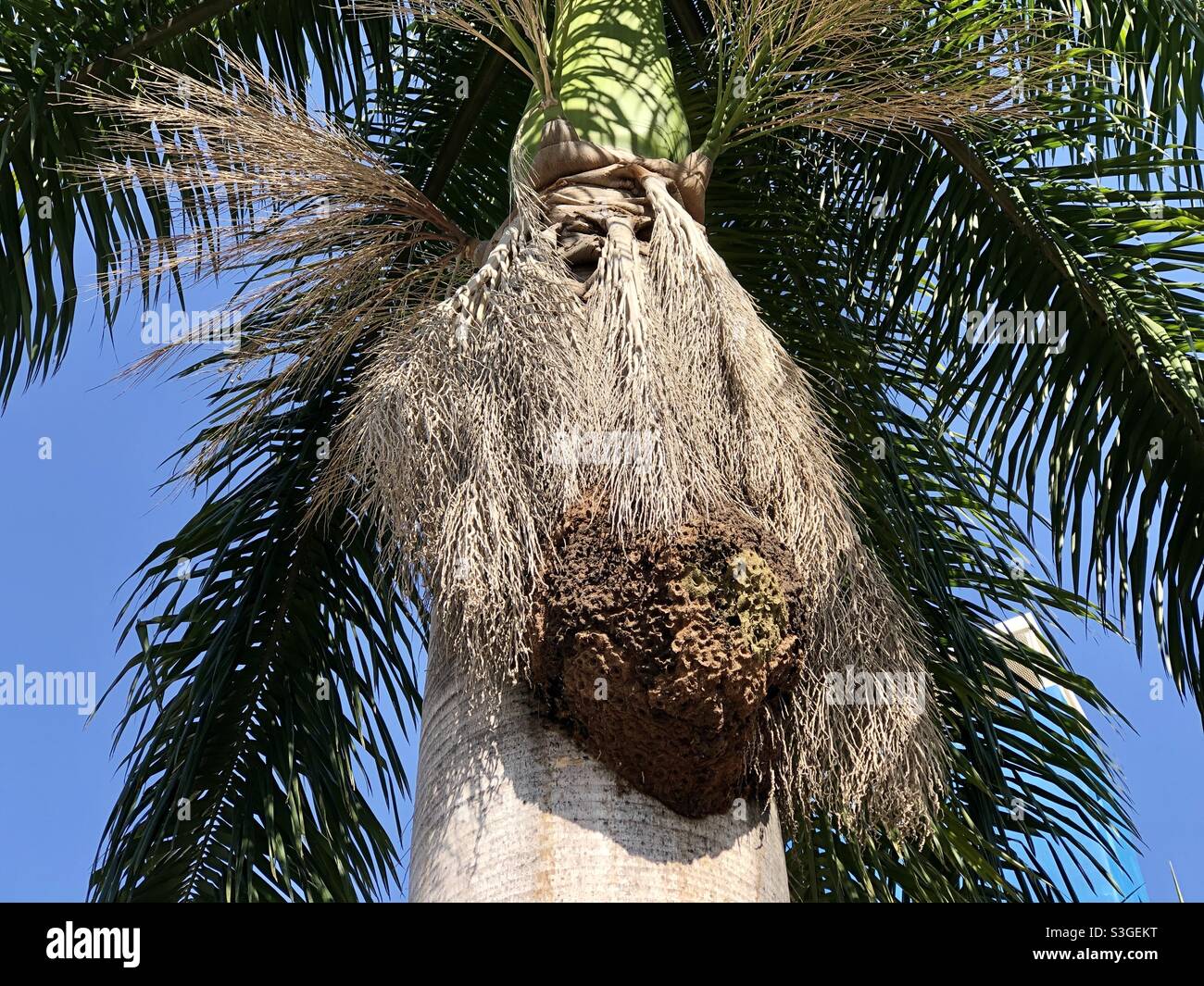 Königlicher Palmenstammbaum Stockfoto