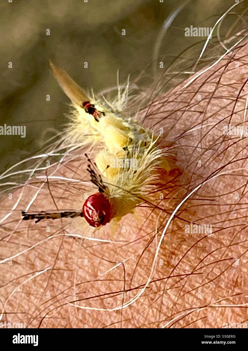 Fuzzy Caterpillar Kriecht Meinen Arm Hoch Stockfoto