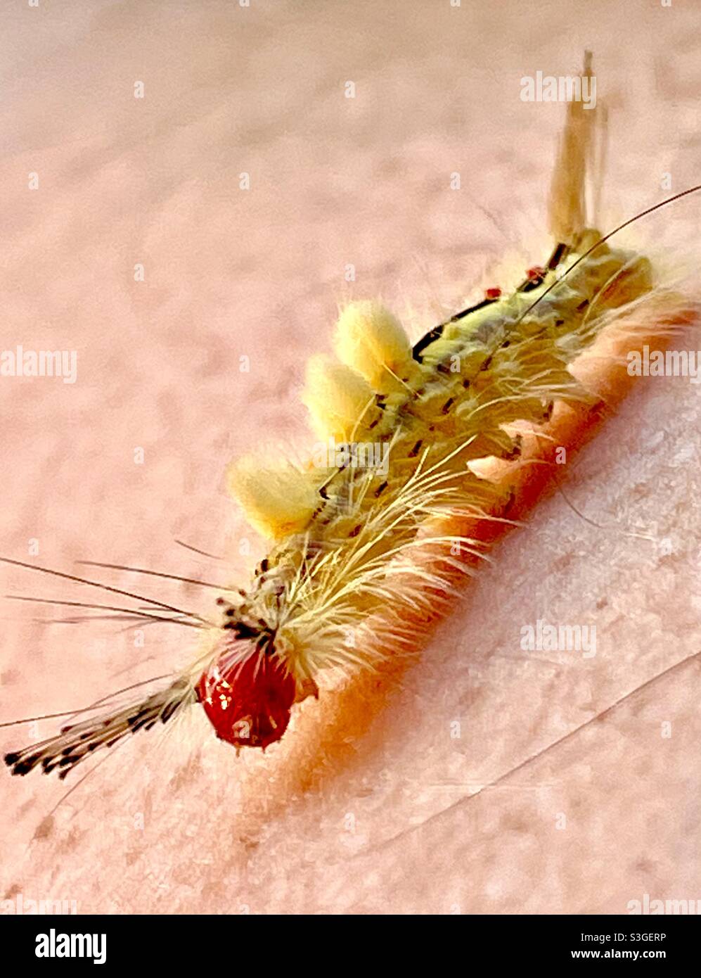 Fuzzy Caterpillar Stockfoto