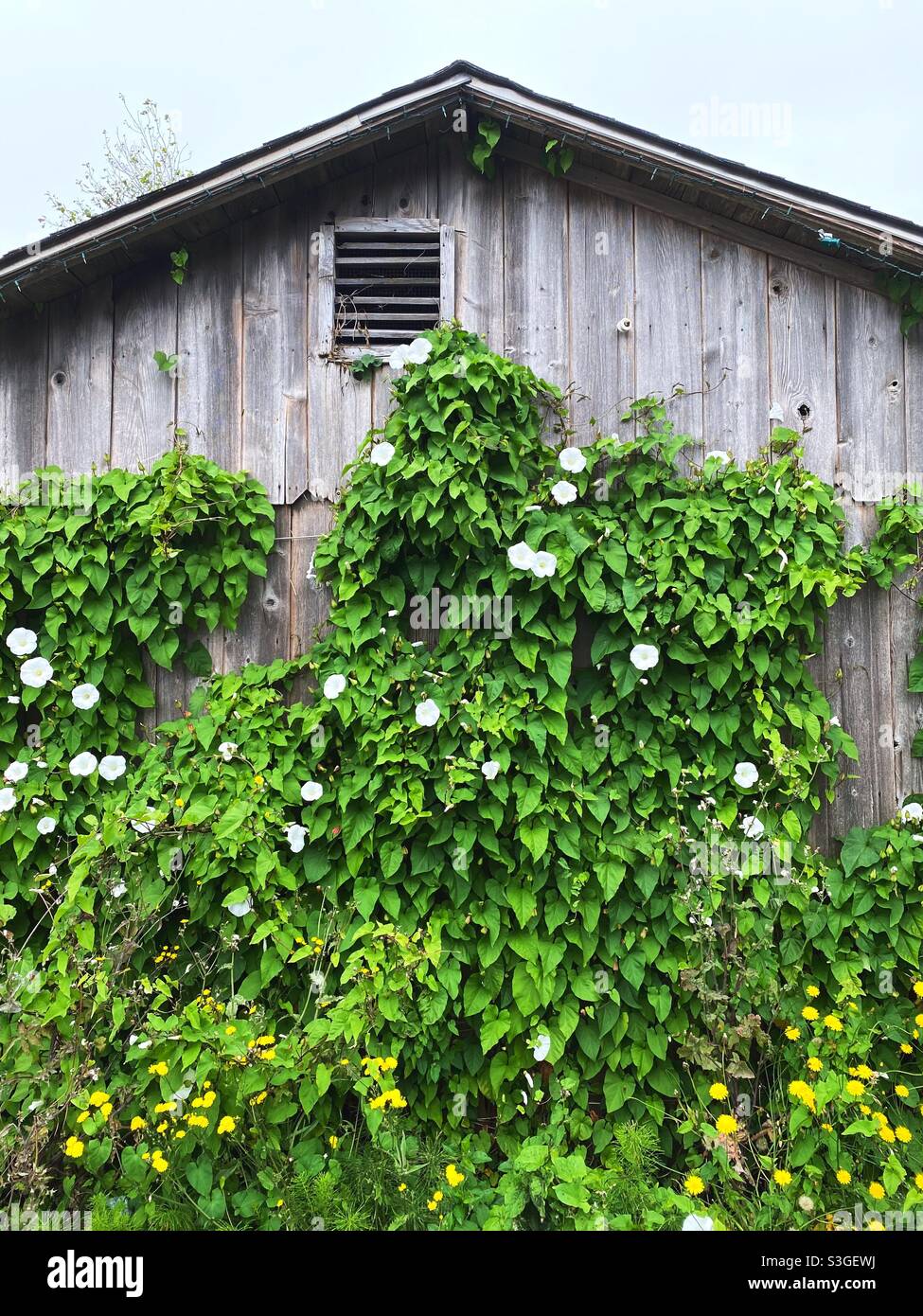 Eine natürliche Holzscheune mit Reben und weißen Blumen, die darauf wachsen. Stockfoto