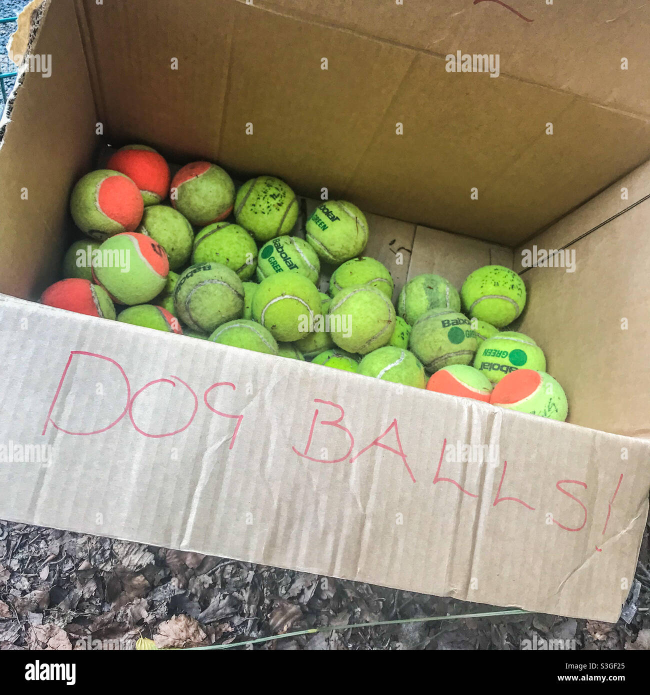 Tennisbälle für Hunde im Park Stockfoto