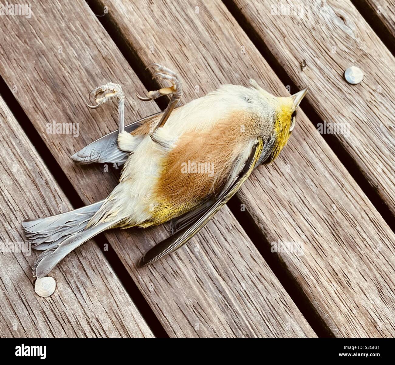 Toter Vogel, der auf einer Holzterrasse liegt Stockfoto